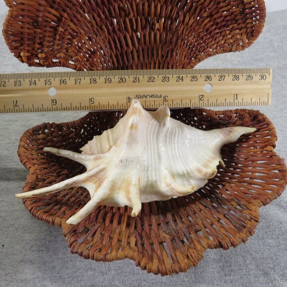 Wicker Basket Clam Shell & Spider Conch Sea Shell - Picture 9 of 13